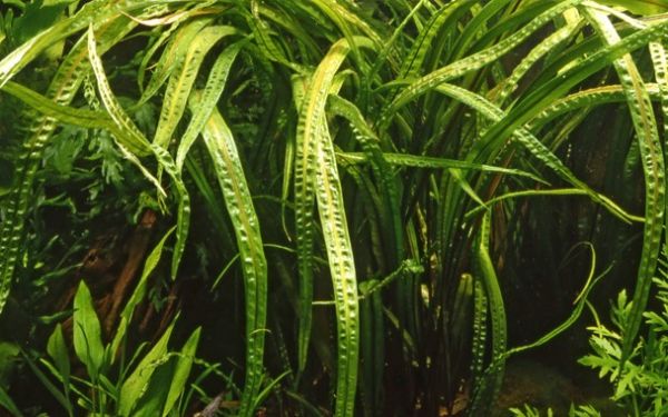 Cryptocoryne crispatula/ Grasblättriger Wasserkelch